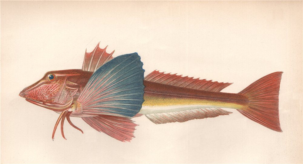 TUBFISH. Sapphirine Gurnard, Trigla hirundo, Trigle hirondelle. COUCH 1862
